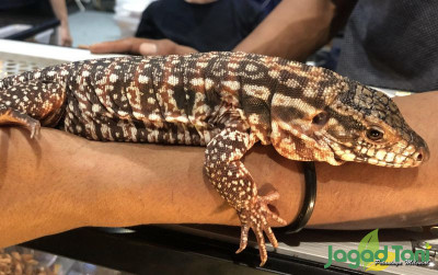 uploads/news/2021/11/fakta-unik-tegu-si-45398a534b576c4_400.jpg