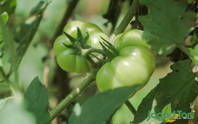 uploads/news/2021/11/hindari-sayur-buah-berikut-44397769d3bc8b8.jpg