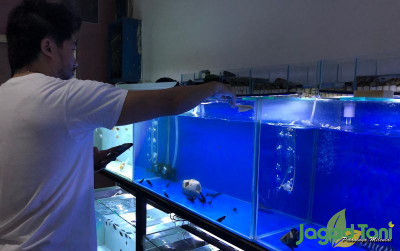 uploads/news/2021/11/ikan-black-ghost-ternyata-2055366b31501b7_400.jpg