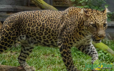 uploads/news/2021/11/ini-bedanya-macan-tutul-65820adc3d967ed_400.jpg