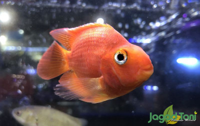 uploads/news/2021/11/ini-fakta-menarik-red-481614c2e5370b4_400.jpg