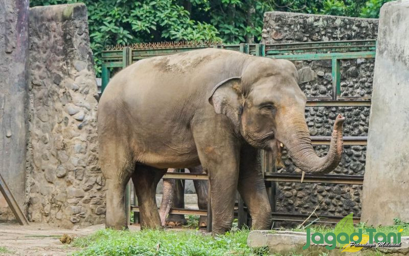 uploads/news/2021/11/inilah-satwa-tertua-di-7717713b8eac4d5.jpg
