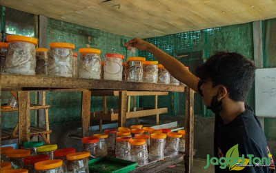 uploads/news/2021/11/inilah-semut-penghasil-kroto-67858e19516fd9c_400.jpg
