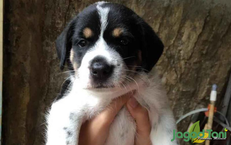 uploads/news/2021/11/intip-perawatan-anak-anjing-69573e567bbb91b.jpg