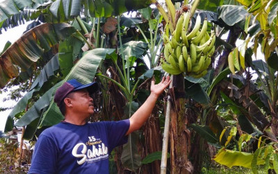 uploads/news/2021/11/jangan-rusak-pohon-pisang--14562859895ad9c_400.jpg