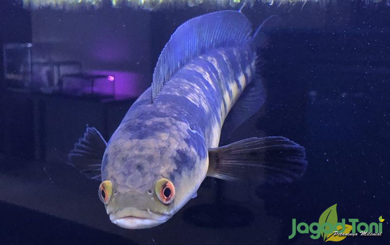 uploads/news/2021/11/jenis-jenis-ikan-predator-yang-97209f72a6da7ce.jpg