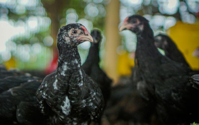 uploads/news/2021/11/kenali-tipe-kandang-ayam-90057c1a765d086_400.jpg