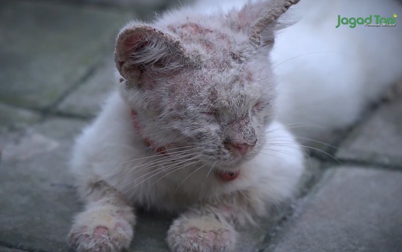 uploads/news/2021/11/kisah-pilu-nasib-kucing-524507b10561902.jpg
