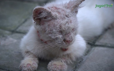 uploads/news/2021/11/kisah-pilu-nasib-kucing-524507b10561902_400.jpg