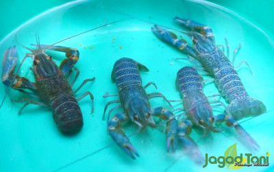uploads/news/2021/11/manfaat-ikan-guppy-untuk-5949982fb643575_400.jpg