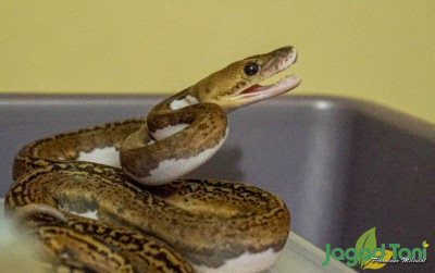 uploads/news/2021/11/mengenal-habitat-dan-perilaku-430864cedf2b824_400.jpg