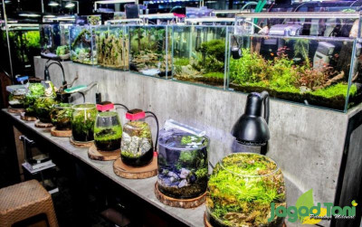 uploads/news/2021/11/mengintip-agen-aquascape-terbesar-46179a4db2812eb_400.jpg