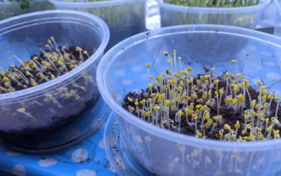 uploads/news/2021/11/microgreen-sayuran-mini-bernutrisi-26852f6be60a783_400.jpg