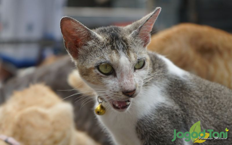 uploads/news/2021/11/mitos-kucing-punya-9-22006379897ba10.JPG