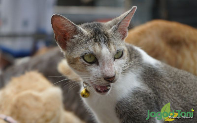 uploads/news/2021/11/mitos-kucing-punya-9-22006379897ba10_400.JPG
