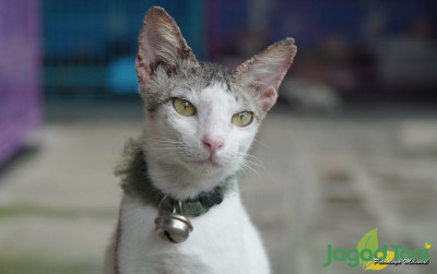 uploads/news/2021/11/mitos-memelihara-kucing-bisa-4178762a9156afd_400.JPG