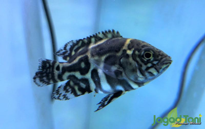 uploads/news/2021/11/oscar-ikan-predator-yang-99695813d620e0a_400.jpg