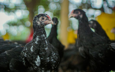 uploads/news/2021/11/peluang-bisnis-ayam-kampung-64015c1a765d086_400.jpg