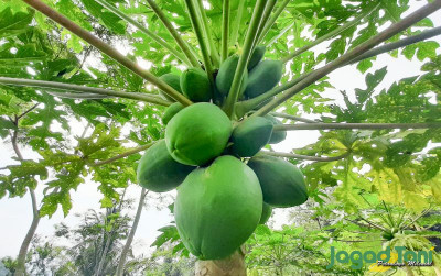 uploads/news/2021/11/pepaya-california-tanam-sekali-47411707b41b264_400.jpg