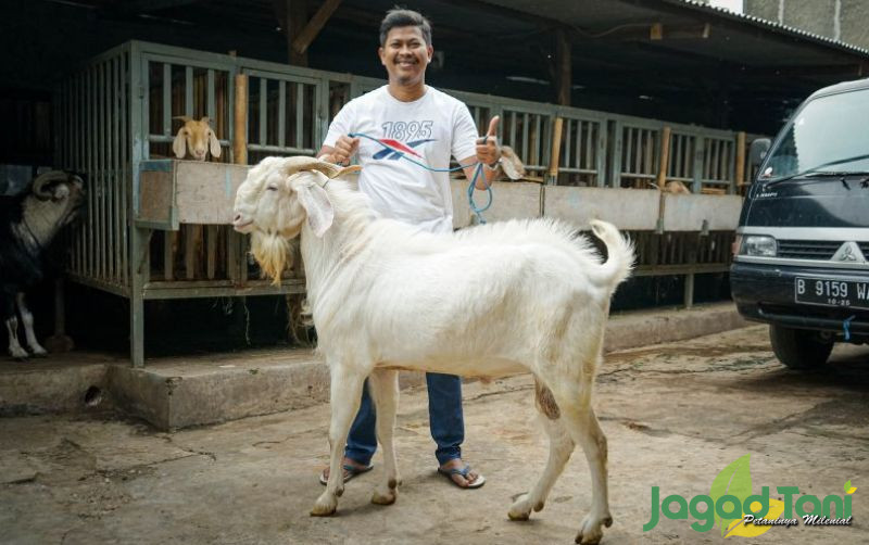 uploads/news/2021/11/perbedaan-mengkonsumsi-kambing-sehat-119837bc24916f0.jpg