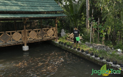 uploads/news/2021/11/raup-untung-dari-ternak-525624f2060a75b_400.png