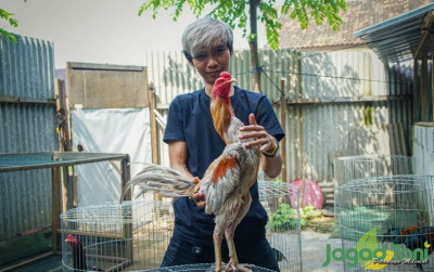 uploads/news/2021/11/sejarah-ayam-pakhoy-petarung-418848cb8364c65_400.jpg