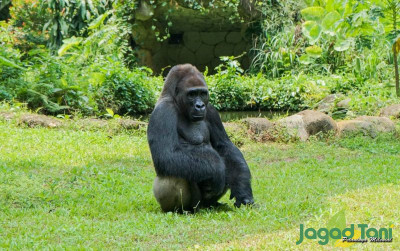 uploads/news/2021/11/sejarah-ragunan-kebun-binatang-473987dfeab673a_400.jpg