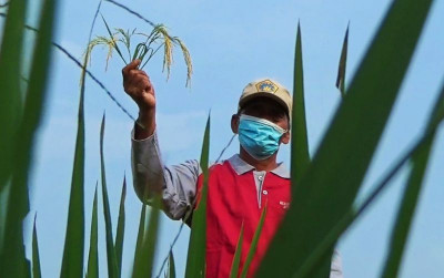 uploads/news/2021/11/sukses-tangkarkan-padi-petani-300881cd2f18843_400.jpg