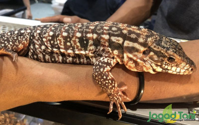uploads/news/2021/11/tegu-merah-argentina-spesies-61579a534b576c4_400.jpg