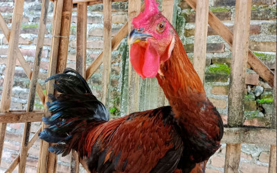 uploads/news/2021/11/ternak-ayam-pelung-punya-48949e2c7ed9c11_400.jpg