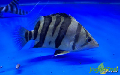 uploads/news/2021/11/ungkap-ikan-datz-gosong-966347ab9cc513b_400.jpg
