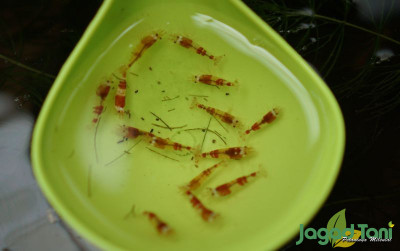 uploads/news/2021/12/alasan-udang-red-bee-5303266eddbc44a_400.JPG