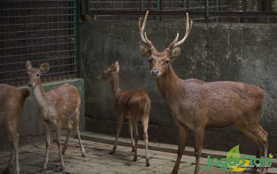 uploads/news/2021/12/arti-simbol-rusa-pada-85553789fe3f469_400.jpg