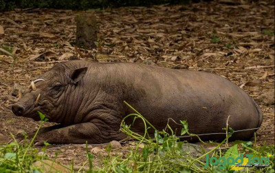 uploads/news/2021/12/babi-rusa-si-pemalu-25646d3b334829c_400.jpg
