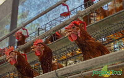 uploads/news/2021/12/bedanya-ayam-layer-dan-63118b158e6aff0_400.jpg