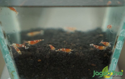 uploads/news/2021/12/cara-basmi-penyakit-udang-63882e8901c7560_400.JPG
