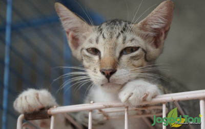 uploads/news/2021/12/cegah-penyakit-pada-kucing-17331535fda9cbc_400.JPG