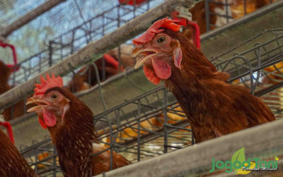 uploads/news/2021/12/ciri-ciri-ayam-mengalami-gerah-32013b158e6aff0_400.jpg