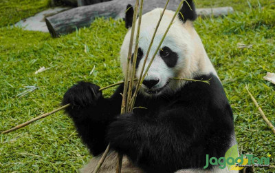 uploads/news/2021/12/fakta-unik-panda-di-2717476716677e2_400.jpg