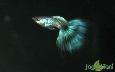 uploads/news/2021/12/ikan-paling-diburu-di-90949199f12ac00_400.jpg