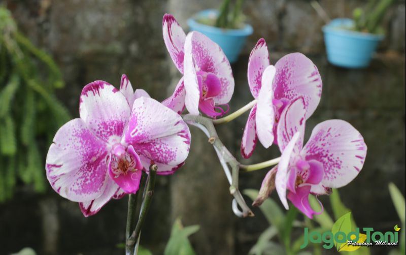 uploads/news/2021/12/ini-cara-menanam-anggrek-94078994862a085.JPG
