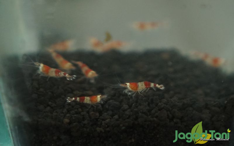 uploads/news/2021/12/ini-udang-hias-paling-35382d0577c5d5c.JPG