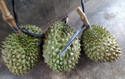 uploads/news/2021/12/jalan-panjang-menanam-durian-86189650062ec53_400.JPG