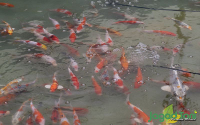 uploads/news/2021/12/jenis-jenis-ikan-koi-terpopuler-46657f2c130d7d6_400.JPG