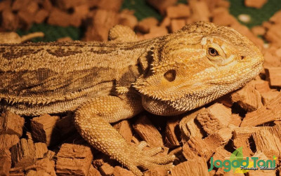 uploads/news/2021/12/memelihara-bearded-dragon-kadal-260390afa5451b3_400.jpg