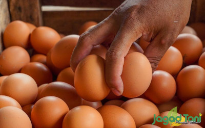 uploads/news/2021/12/pecah-harga-telur-meroket-898061683f7d582_400.jpg