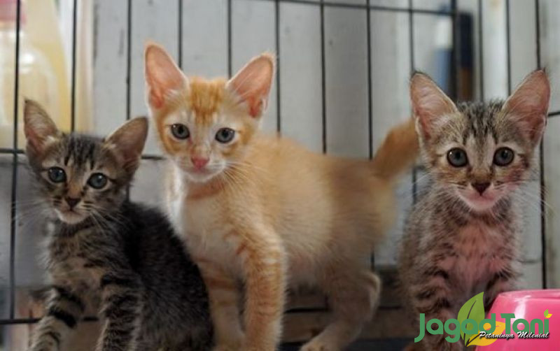 uploads/news/2021/12/penyakit-rentan-pada-kucing-440335e9f094867.jpg