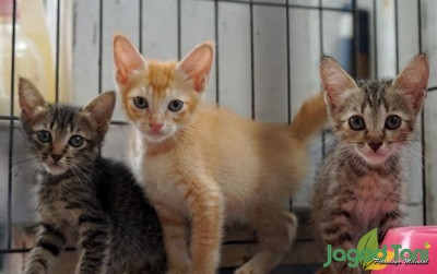 uploads/news/2021/12/penyakit-rentan-pada-kucing-440335e9f094867_400.jpg