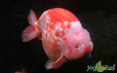 uploads/news/2021/12/rahasia-mencetak-ranchu-kontes-73931b3792ce367_400.jpg