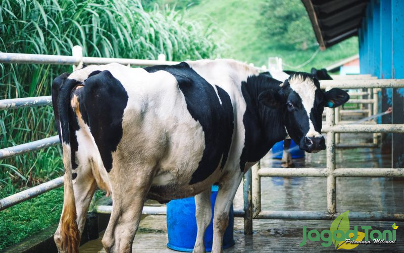 uploads/news/2021/12/sapi-yang-layak-di-18863c75704e3b2.jpg